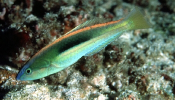  Pseudojuloides kaleidos (Blue Nose Wrasse, Kaleidos Wrasse)